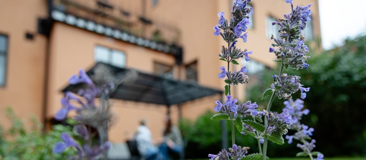 Några lila blommor står framför en byggnad.